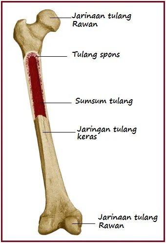 Tulang Wangi tanaman obat tradisional