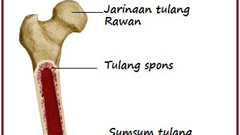 Tulang Wangi: Manfaat dan Khasiat yang Perlu Kamu Ketahui