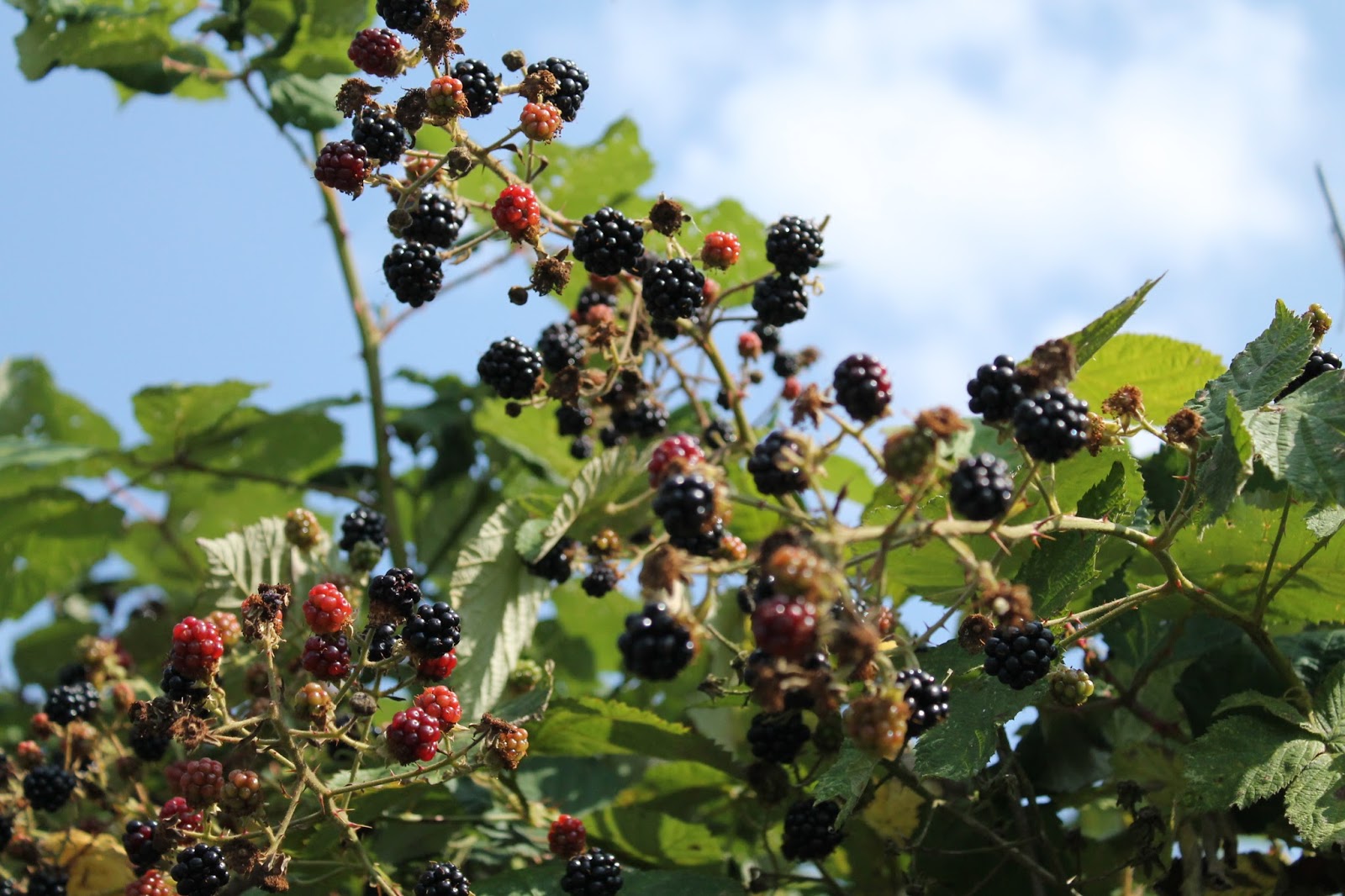 Hello! Blackberry Picking