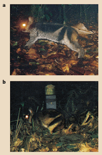 Species New to Science: [Mammalogy • 1999] Nesolagus spp. • Striped ...