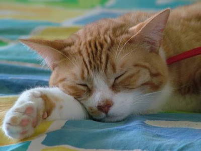 sleeping cat, cat, lovely cat, dreaming cat