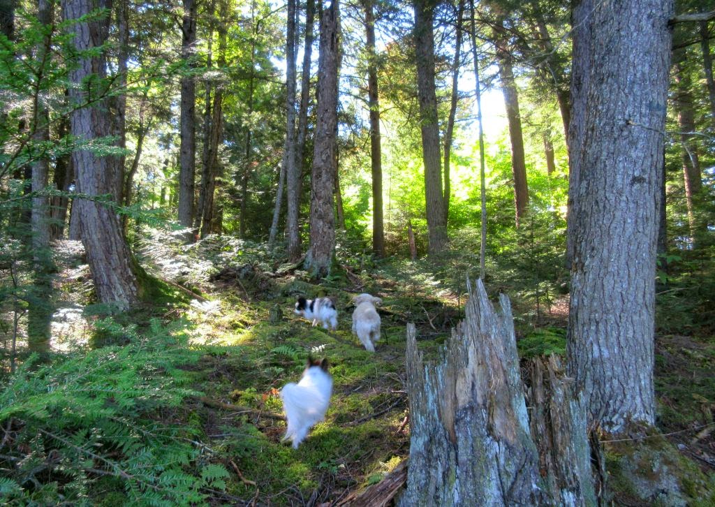 Windswept Adventure Floodwood Loop Trail, From Middle Pond To