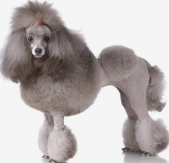 traits-of-dogs-miniature-poodle