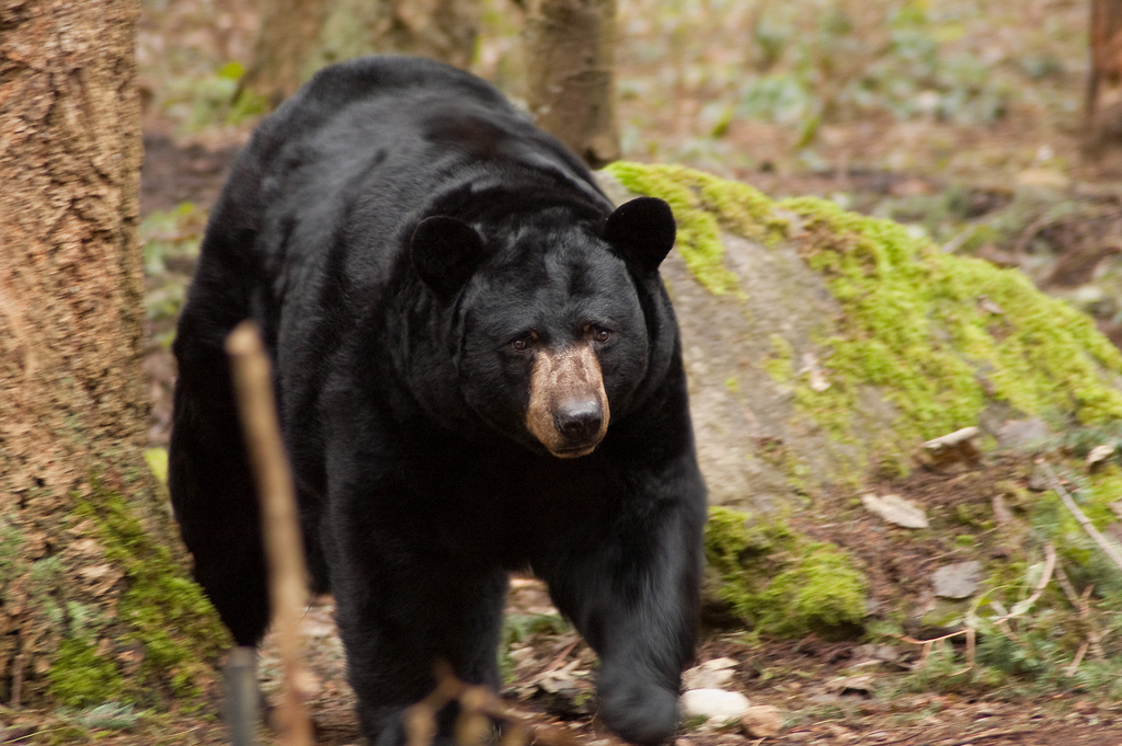 American Black Bear Picture and Information by Pets