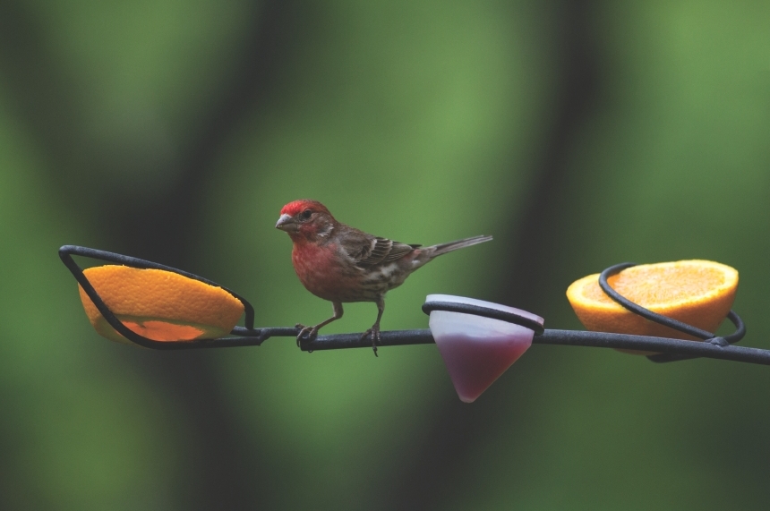 wild birds unlimited what house finches eat wild birds unlimited what house finches eat
