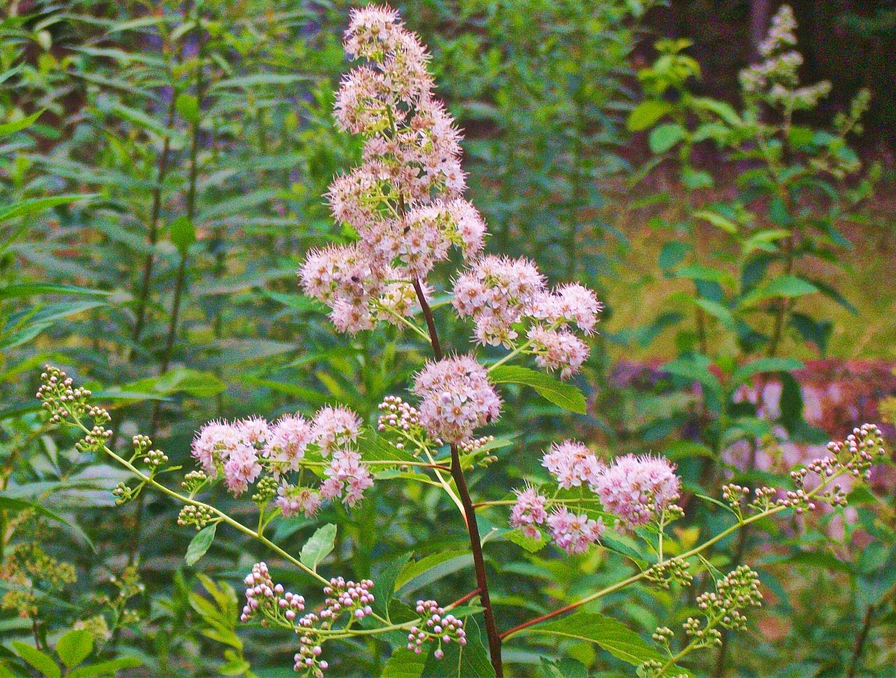 The Plants of Acadia National Park by Glen H. Mittelhauser The Plants of Acadia National Park by Glen H. Mittelhauser