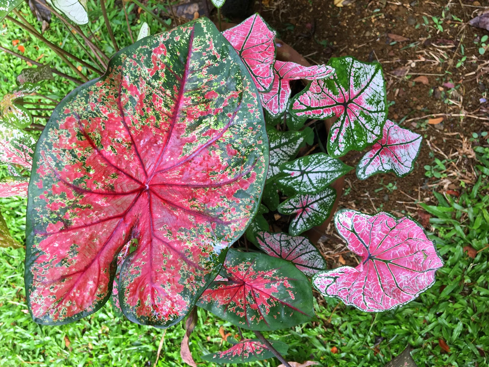 Aloha from Hawaii: The Sacred, Life sustaining Hawaiian plant ancestor