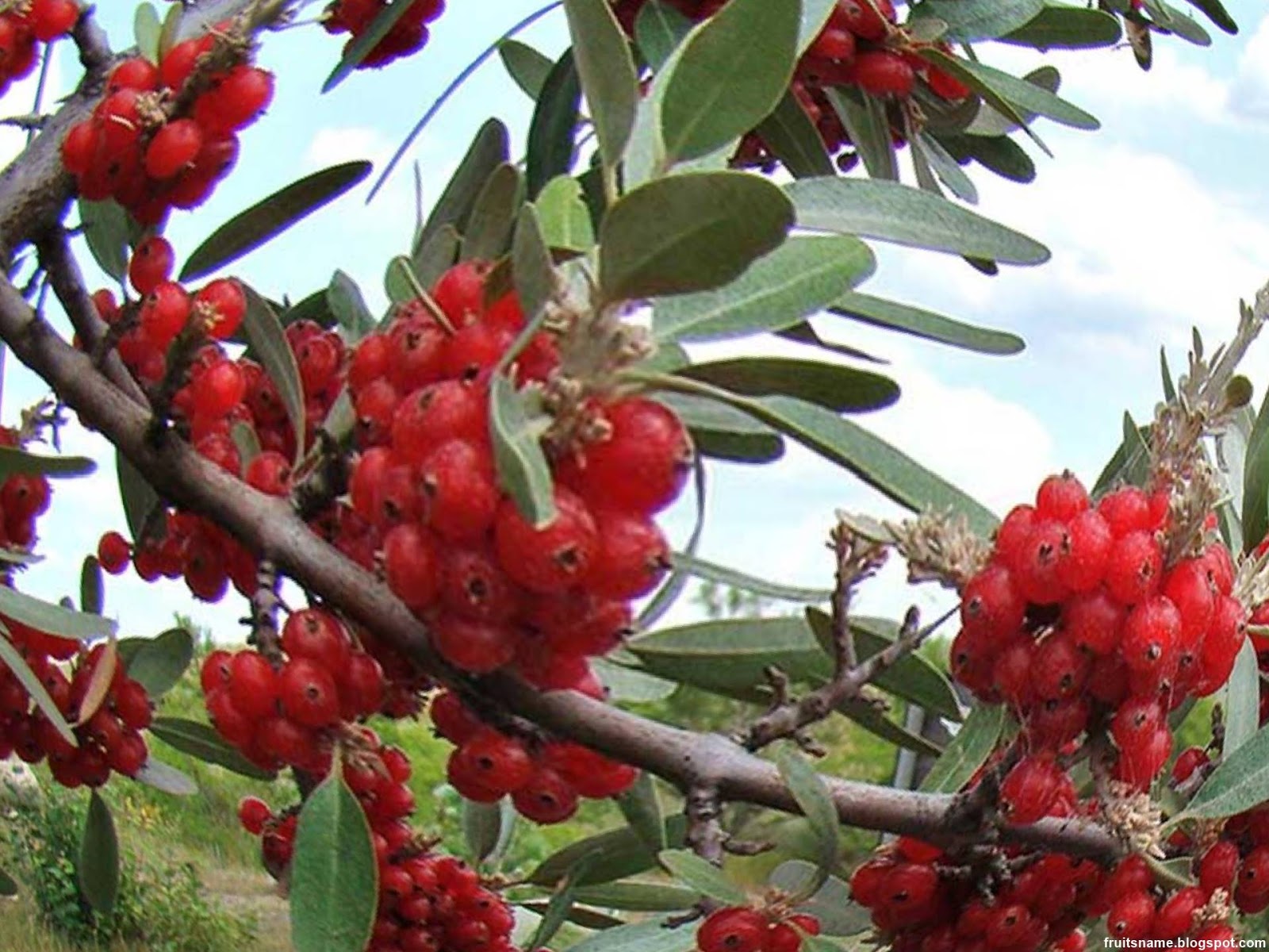 Fruits That Start With B Fruits That Start With B