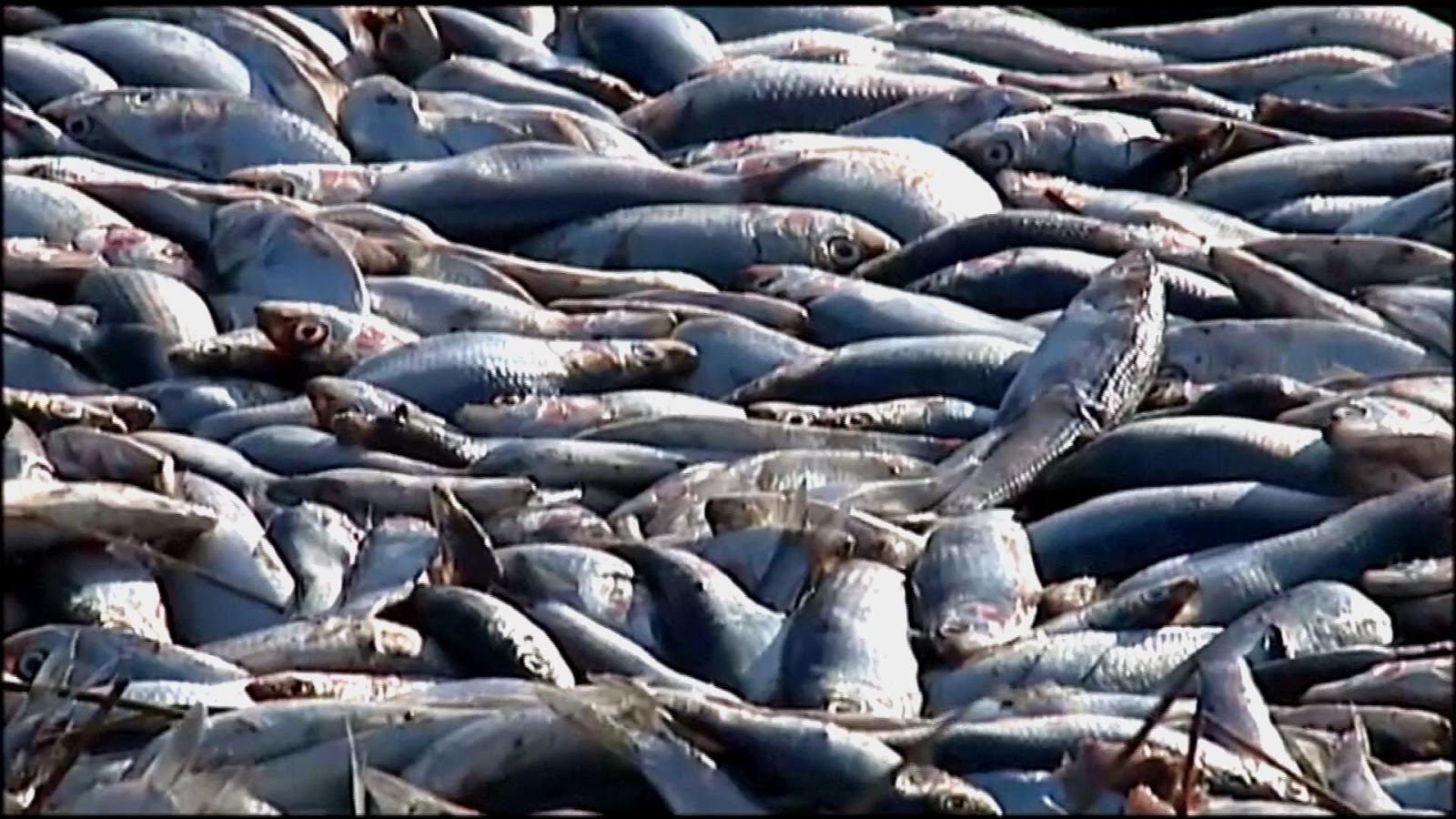 Sardine Fish Ton for Fishing Industry Sardine Fish Indonesia, Sardine