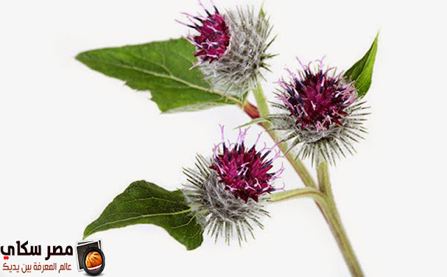 15 نبات هام ومفيد لصحة ونعومة الشعر الجزء الأول Useful plant for hair 15 نبات هام ومفيد لصحة ونعومة الشعر الجزء الأول Useful plant for hair