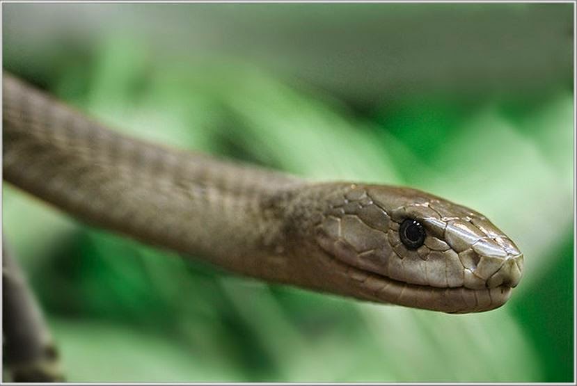 Змея с длинным носом. Черная мамба (Dendroaspis polylepis) ареал обитания. Длинный змеиный язык спереди. Длинной змеей раскинулся полк и когда лучи