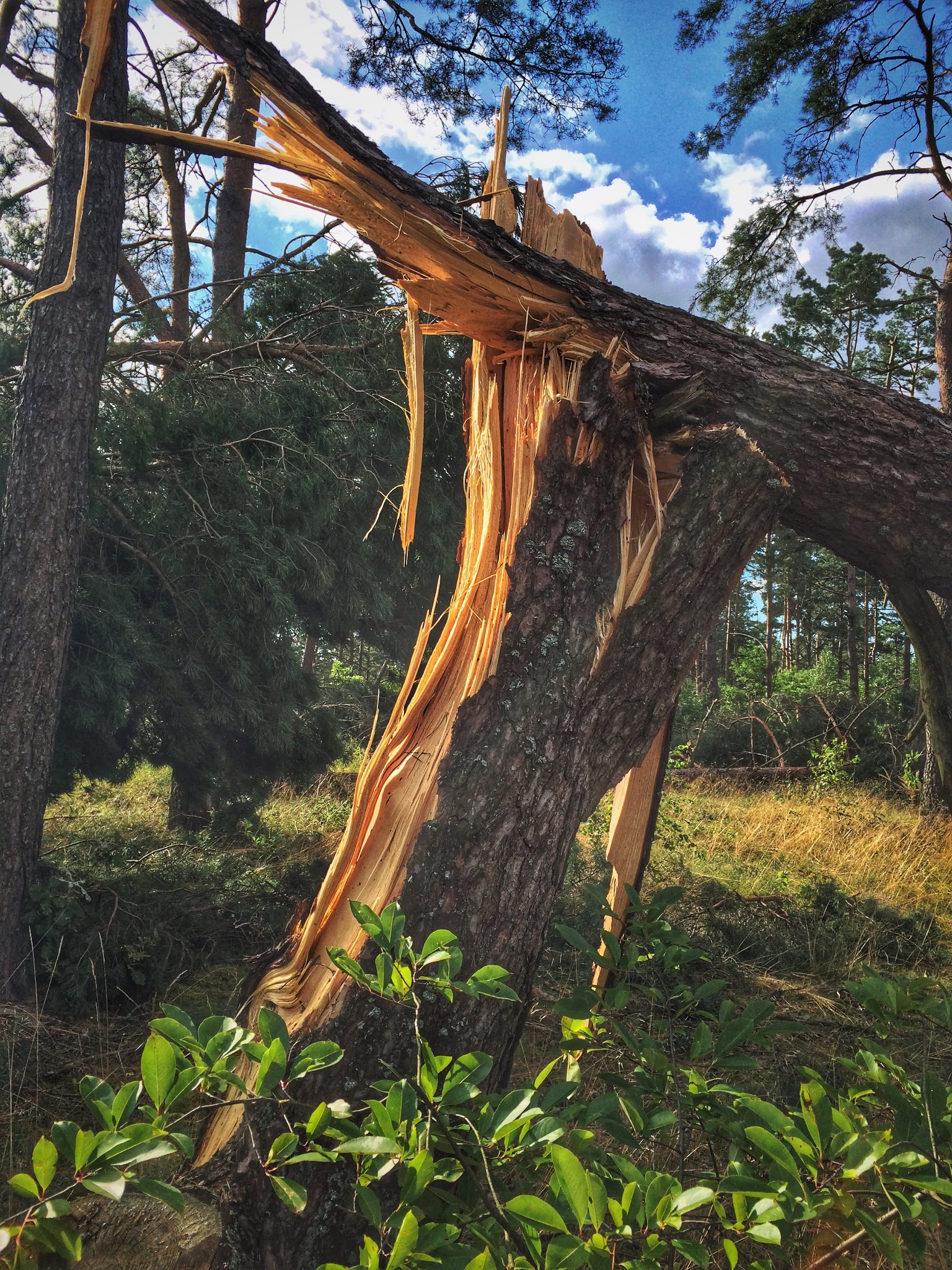 Wichura stulecia w domku w lesie