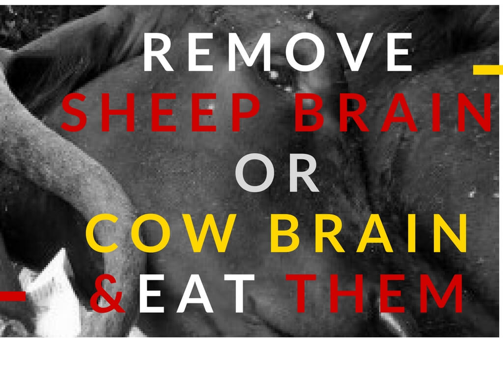 how to remove sheep brain or cow brain how to remove sheep brain or cow brain