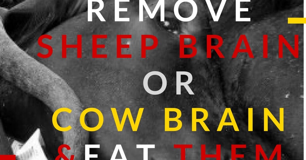 Six Simple Step to Remove Sheep Brain or Cow Brain
