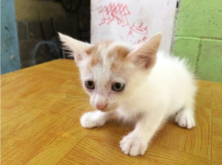 [DESA KUCING] Adopsi Kucing Gratis