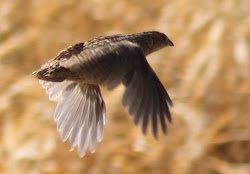 quail flight birds brown variety australia