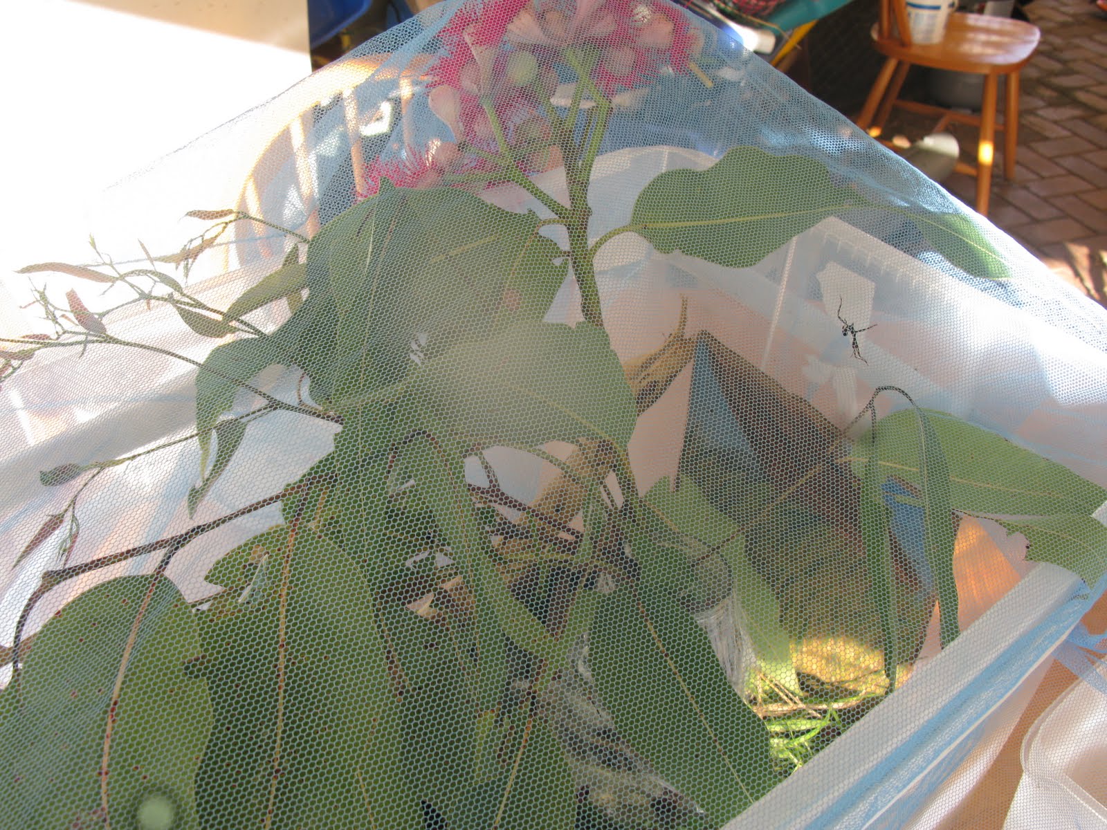 A Southern Hemisphere Charlotte Mason Nature Diary What do stick