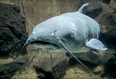 Aquarium Movies Japan Archive 生きている魚図鑑 アメリカナマズ Channel Catfish Ictalurus Punctuates