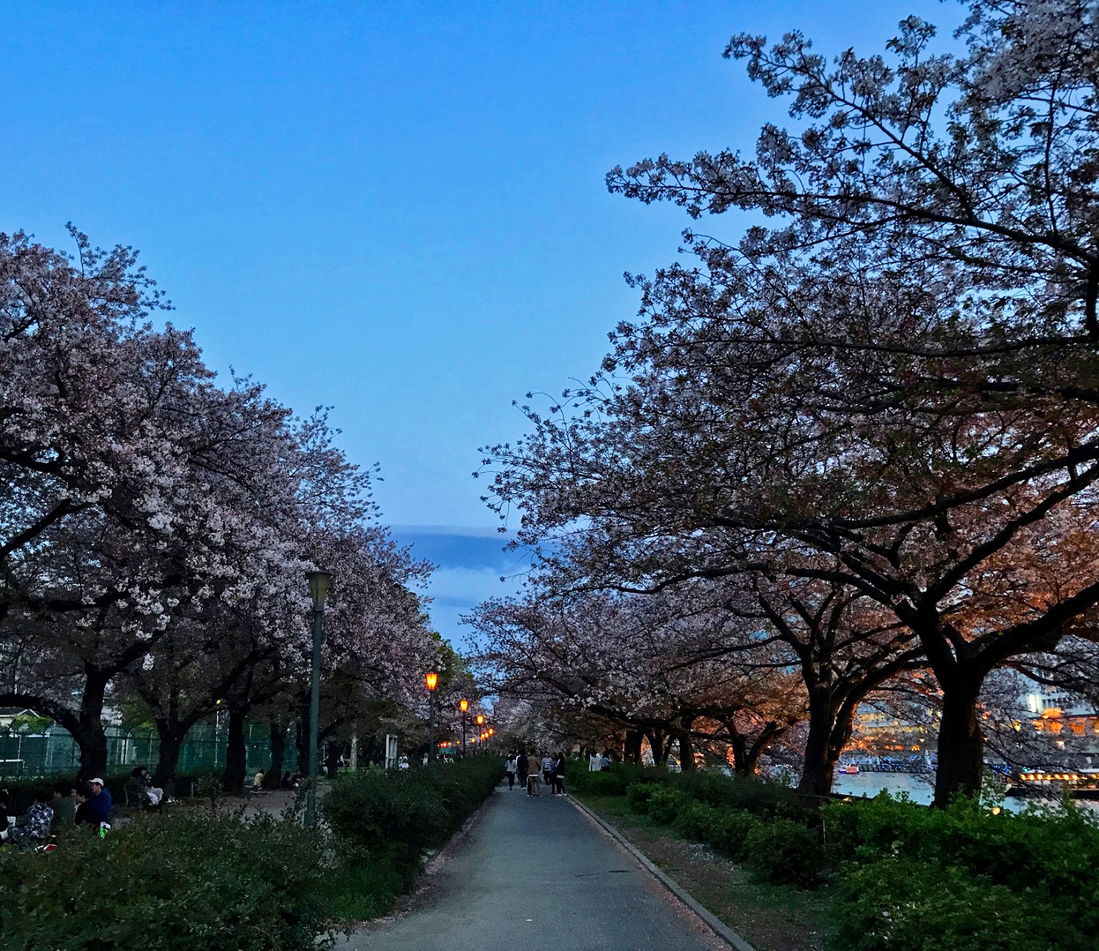 [Osaka Kita] Japan Mint Sakura Cherry Blossom Walk See ALL the