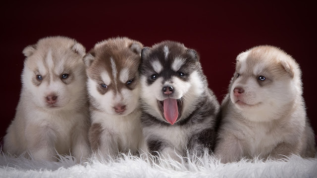 4 lindos cachorritos perritos