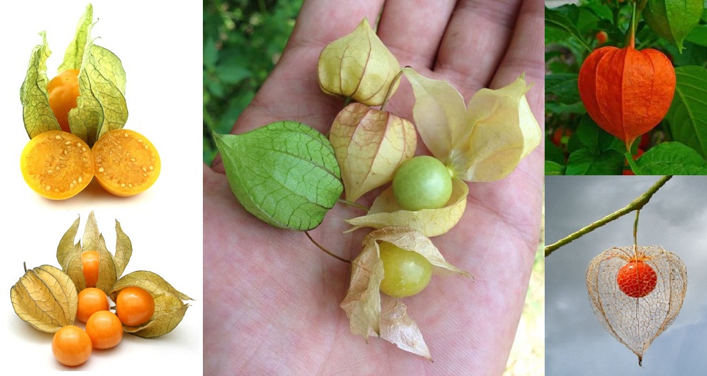 Rasbhari in Swat - Ground Cherry - Cape Gooseberry - Chinese lantern