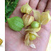 Rasbhari in Swat - Ground Cherry - Cape Gooseberry - Chinese lantern - Physalis Peruviana - Alkekengi