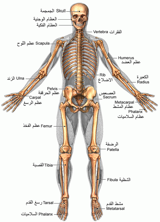 عدد عظام الإنسان في القرآن
