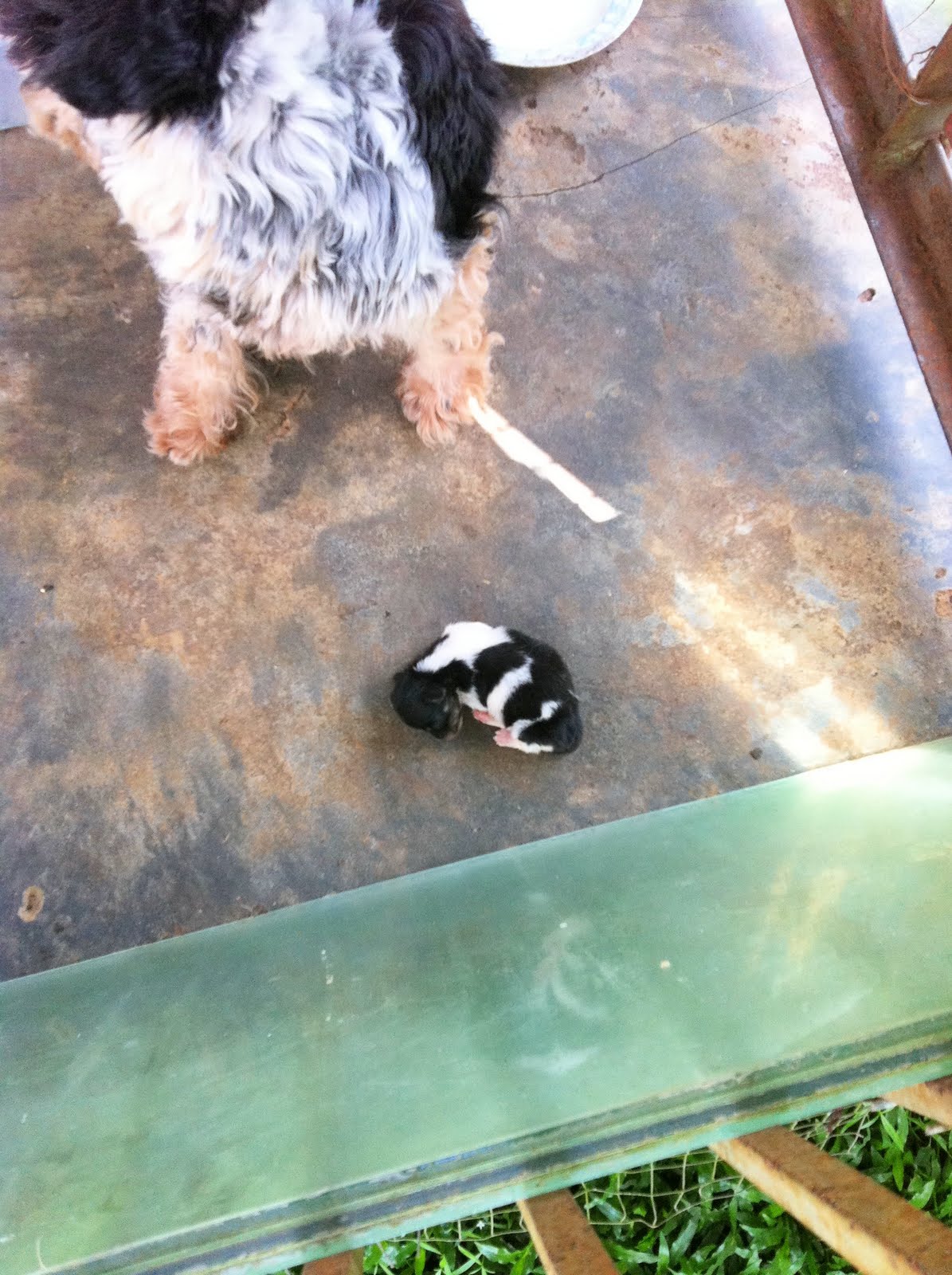 spring-new-born-puppies-for-sale