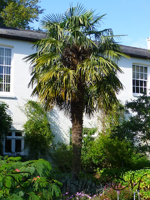 Botaniquarium - Trachycarpus fortunei specimen