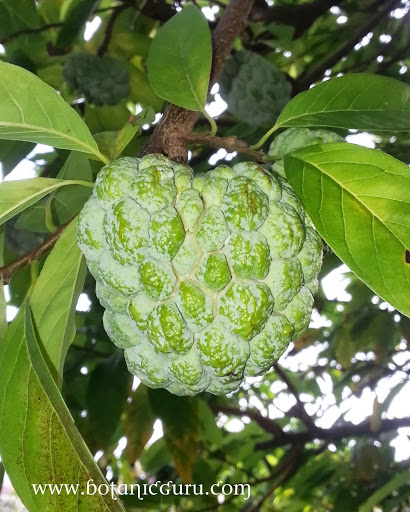 Fruit Trees - Botanic Guru