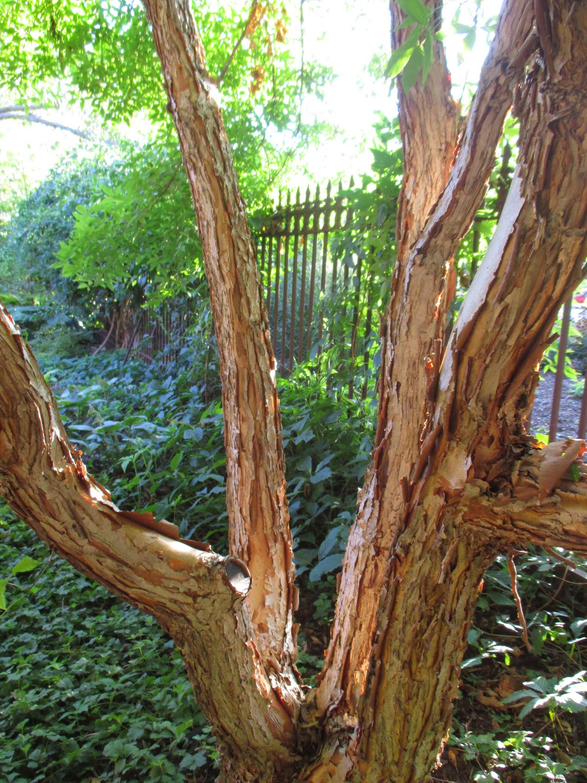 Three-Flower Maple (Acer triflorum) | Rotary Botanical Gardens