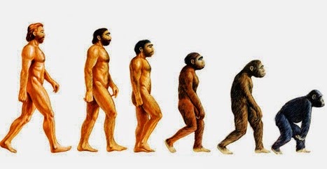 ¿Los monos provienen de los Hombres? Involucion