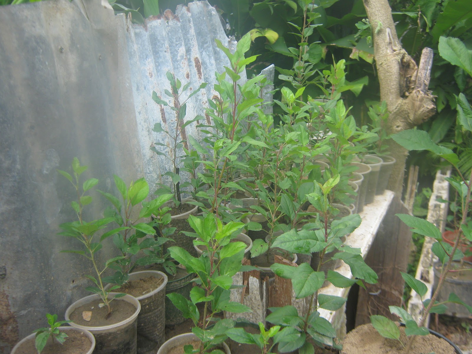 Growing apples in Jamaica