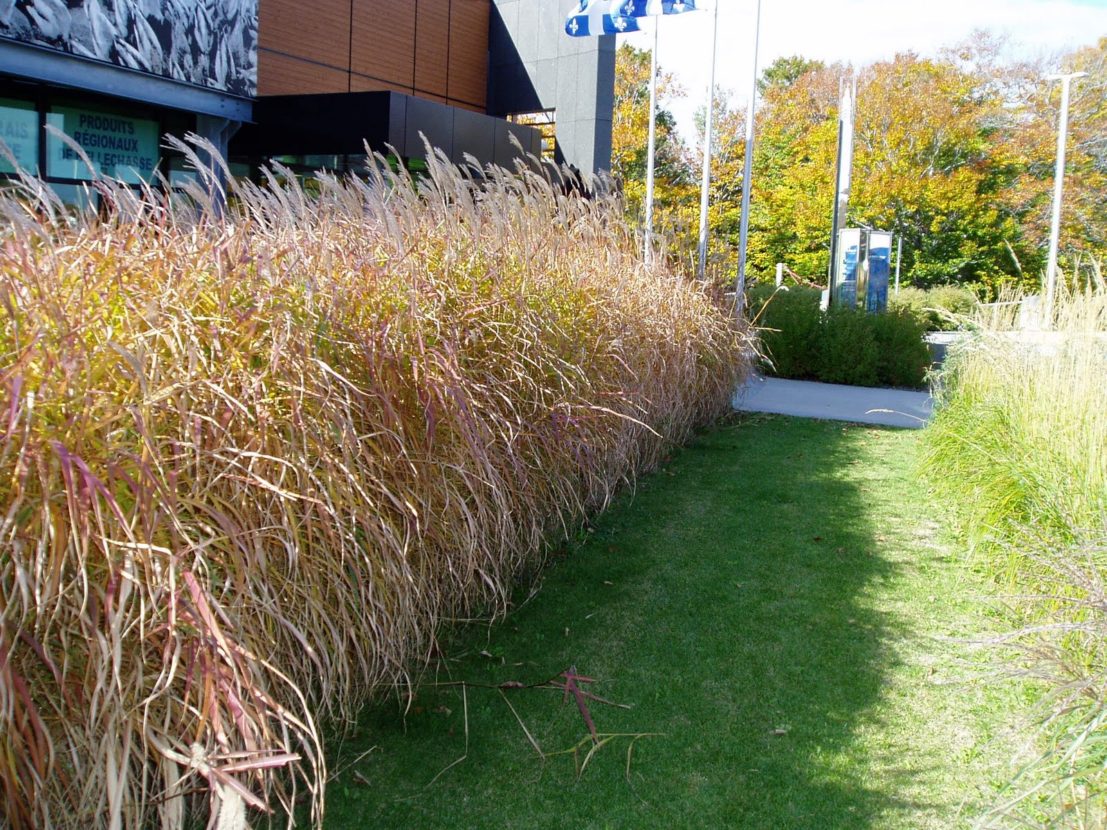 lovegrass-farm-miscanthus-purpurascens-ornamental-grass-at-lovegrass