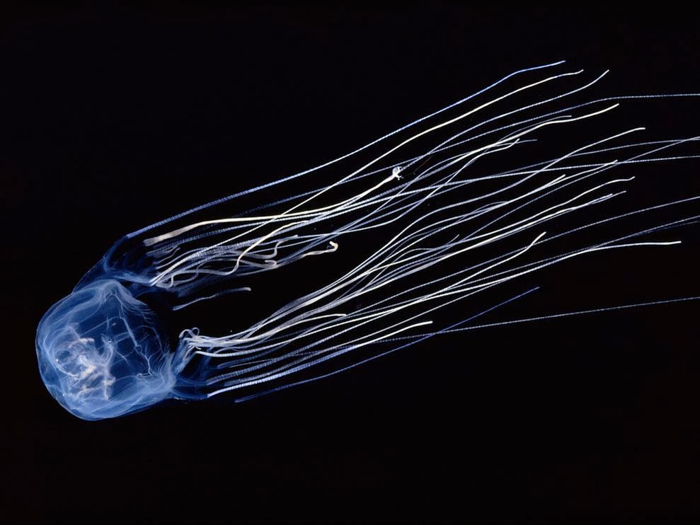 AVEEK- Blogs: Box jellyfish