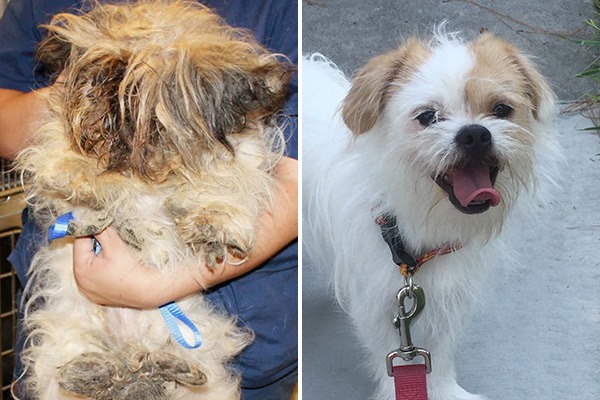 Confira a transformação de 5 SHIH TZU após serem resgatados DA RUA e tomarem um bom banho