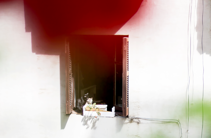 vecinos patio interior fotografía gatos