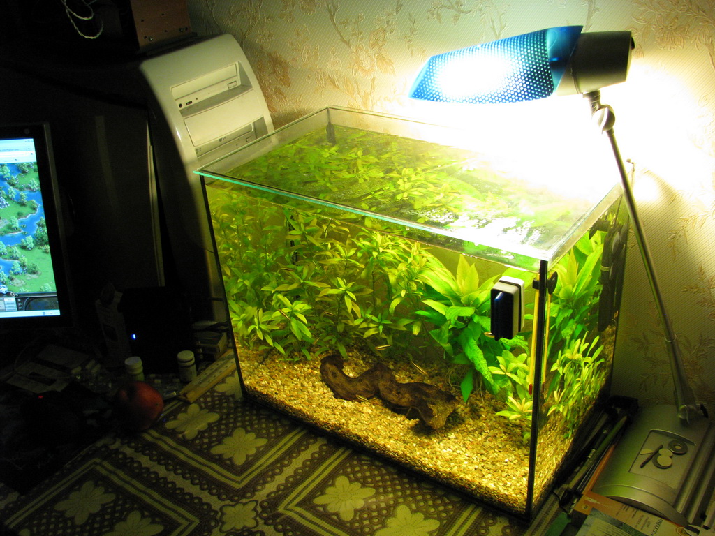 сколько можно рыбок в аквариум 20 литров. 15 литровый аквариум. сколько можно рыбок в аквариум 20 литров. заселенный аквариум. Aквариум aquael shrimp set day & night 30 белый (30 л).