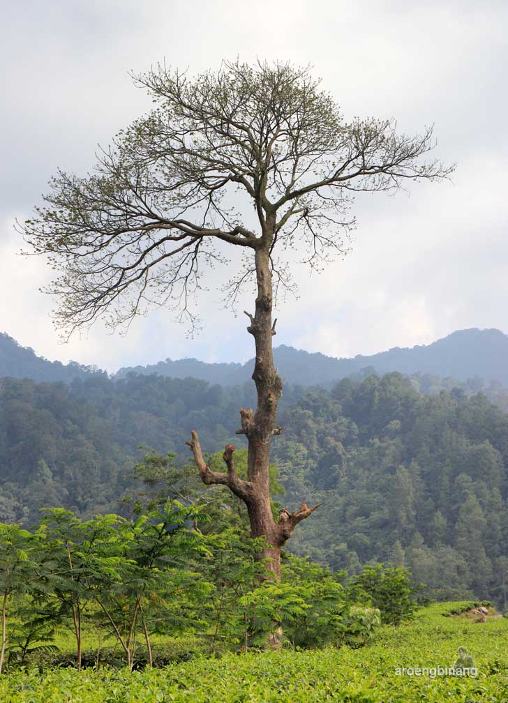 curug cijalu subang