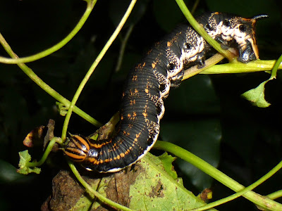Agrius convolvuli caterpillar Agrius convolvuli caterpillar