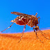 Penyebab Nyamuk Datang dan Pengusir Nyamuk Alami