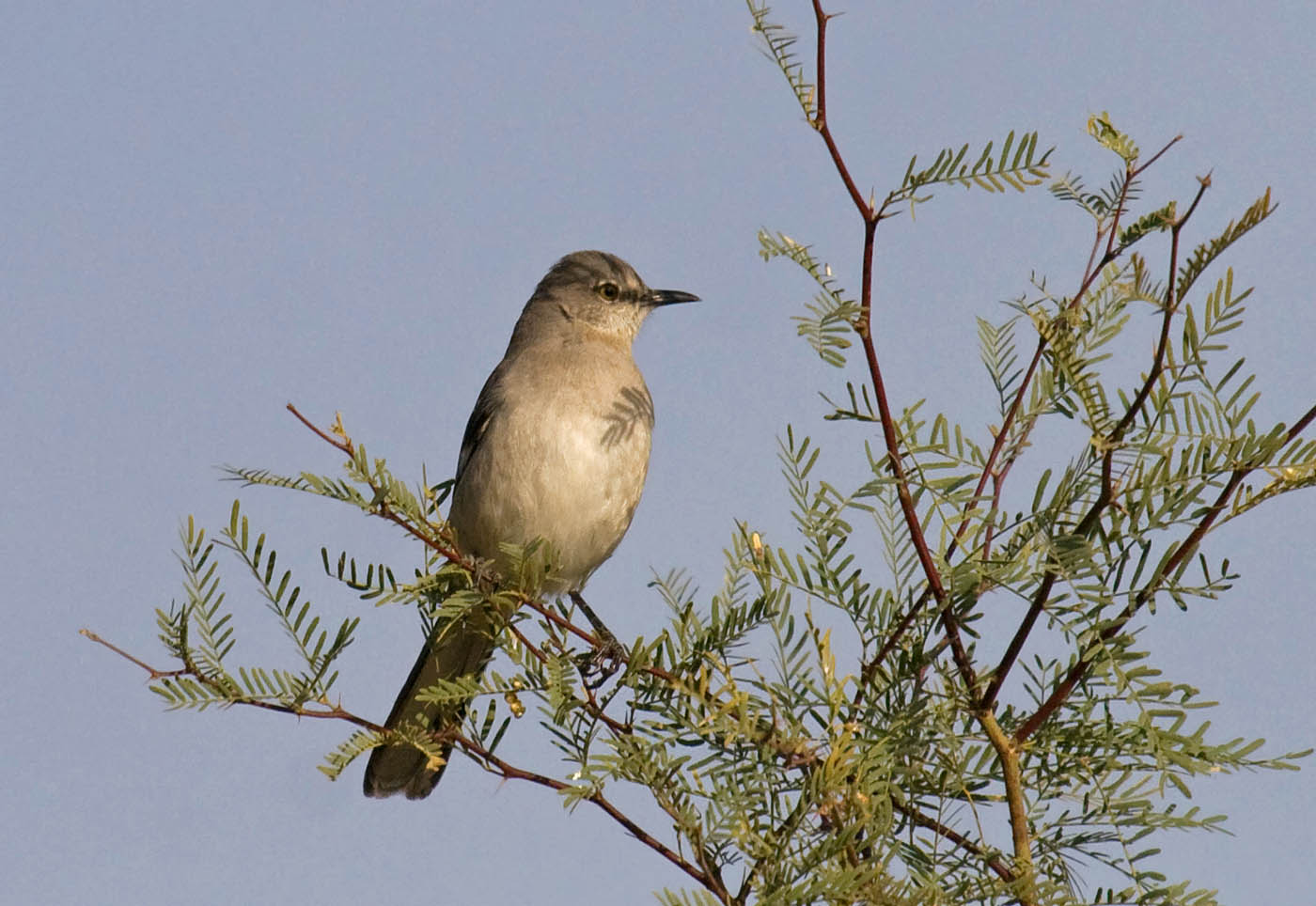Northern Mockingbird Greg in San Diego