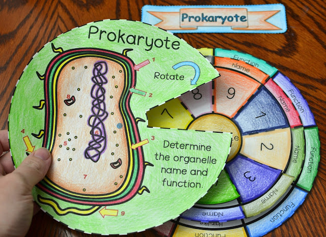 Prokaryote Cell