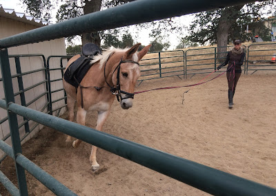 palomino mule lunging palomino mule lunging