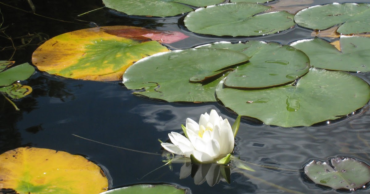 Adirondack Calendar of Events What to do July 810, 2011