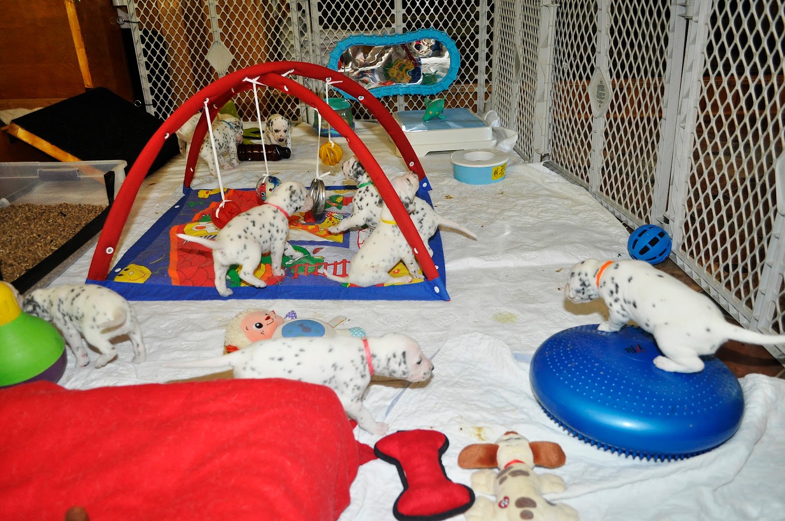 herald ty beanie baby