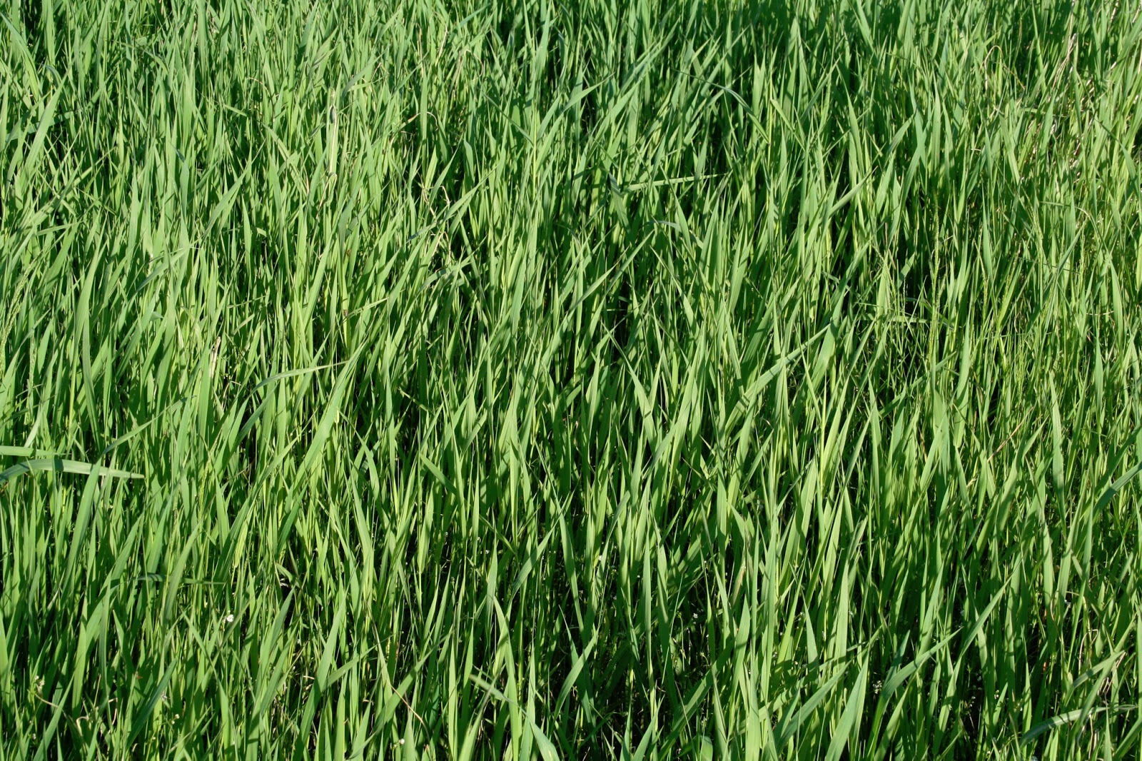 Rock Island Farm, Orono, Maine: What about weeds from hay mulch?