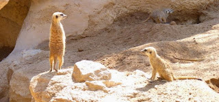 Bioparc Valencia. Bioparc Valencia.