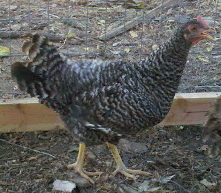 Plymouth Rock, chicken, backyard chickens