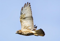 hawk winged broad carolina north birds bird mountain audubon guide brown flying wings raptor american